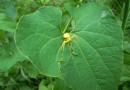 Misumena vatia ©  Pandion Wild Tours